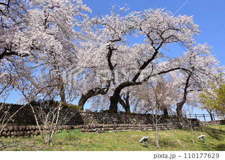 前橋市 前橋公園の土塁と満開桜並木と新緑 前橋市 前橋公園の土塁と満開桜並木と新緑 110177629
