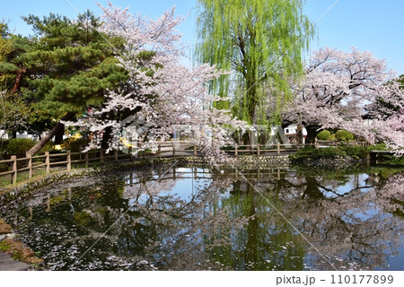 栃木市　蔵の街の第二公園ひょうたん池と満開の桜 110177899