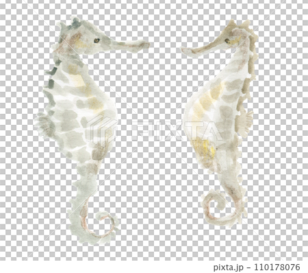 タツノオトシゴ2匹のイラスト素材 [110178076] - PIXTA