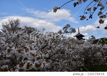 日本の春の京都　世界遺産の仁和寺　満開の御室桜と重要文化財の五重塔 110178419