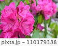 アザレアのクローズアップ 110179388