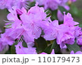 淡いピンクパープルのつつじ 110179473