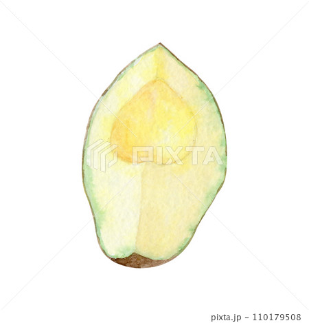 Watercolor avocado on a white background 110179508
