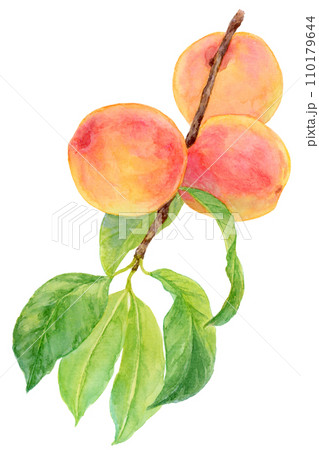 あんず（アプリコット）の実がなった枝　水彩画 110179644