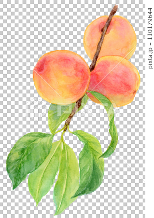 あんず（アプリコット）の実がなった枝　水彩画 110179644