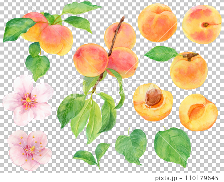 Watercolor painting apricot material collection fruits, leaves, flowers, branches 110179645