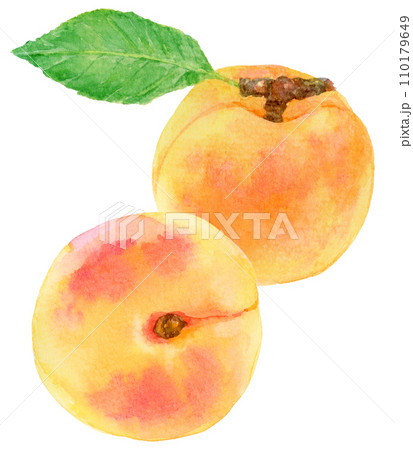 2個のあんず（アプリコット）　水彩画 110179649