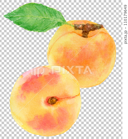 2個のあんず（アプリコット）　水彩画 110179649