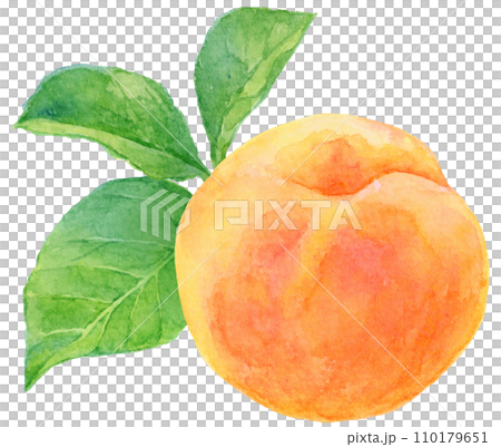 Apricot (apricot) fruit and leaves watercolor painting Apricot (apricot) fruit and leaves watercolor painting 110179651