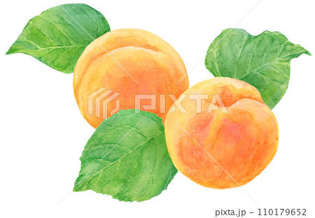 2つのあんず(アプリコット)の実と葉 水彩画 2つのあんず(アプリコット)の実と葉 水彩画 110179652