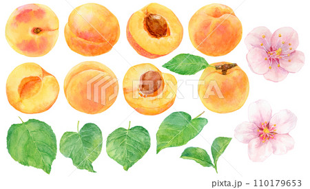 あんず（アプリコット）の素材セット　水彩画 110179653