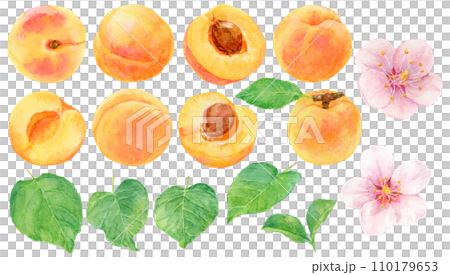 あんず（アプリコット）の素材セット　水彩画 110179653