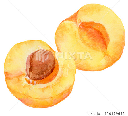 水彩で描いたあんず（アプリコット） 110179655