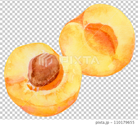 水彩で描いたあんず（アプリコット） 110179655