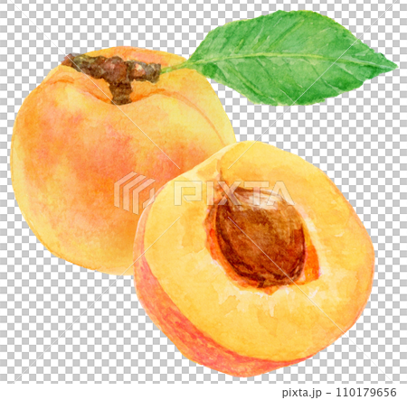 あんず（アプリコット）の実　水彩画 110179656