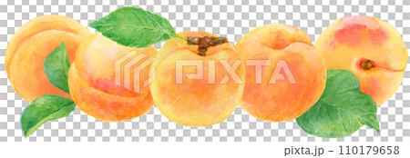 Many apricot fruits watercolor painting Many apricot fruits watercolor painting 110179658