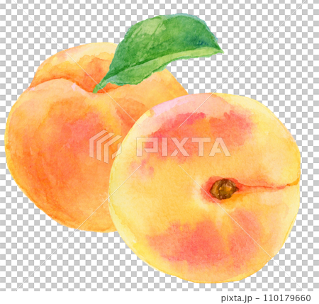 水彩画 2つのあんず(アプリコット) 葉あり 水彩画 2つのあんず(アプリコット) 葉あり 110179660