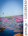 Birds flying over lotus at Red Lotus Lake, Udonthani, Thailand 110180430