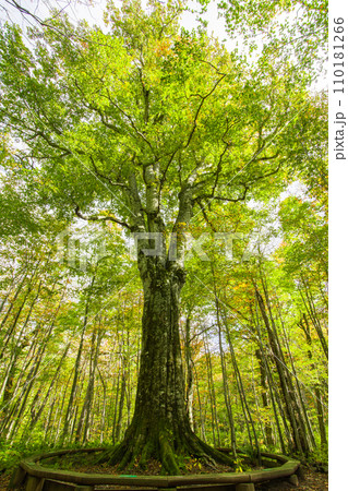 日本一のブナの巨木「森の神」 110181266