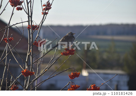 A migratory bird feeds on a rowan tree. The grey little bird is eating berries. A migratory bird feeds on a rowan tree. The grey little bird is eating berries. 110181426