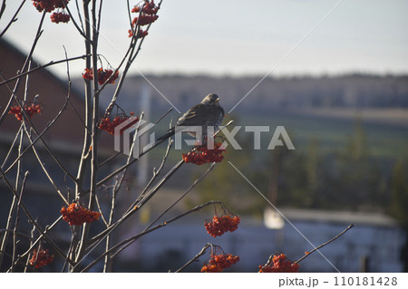 A migratory bird feeds on a rowan tree. The grey little bird is eating berries. 110181428