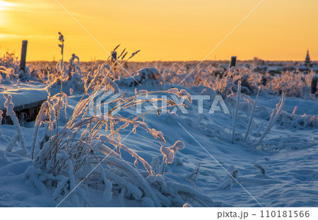 Winter landscape. Dry grass against the background of a snow-covered field on a frosty clear day. Winter landscape. Dry grass against the background of a snow-covered field on a frosty clear day. 110181566