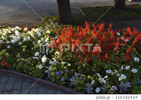 Red salvia and petunia flowers on a flower bed in the evening in the city. A beautiful flower bed in the city. Red salvia and petunia flowers on a flower bed in the evening in the city. A beautiful flower bed in the city. 110182414