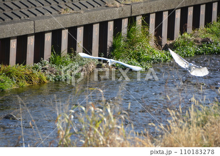 黒目川　舞い降りる二羽のシラサギ　白鷺 110183278