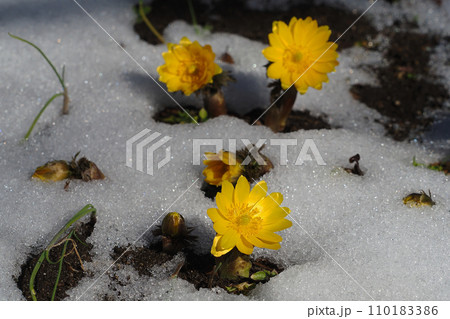 フクジュソウの花と残雪 110183386