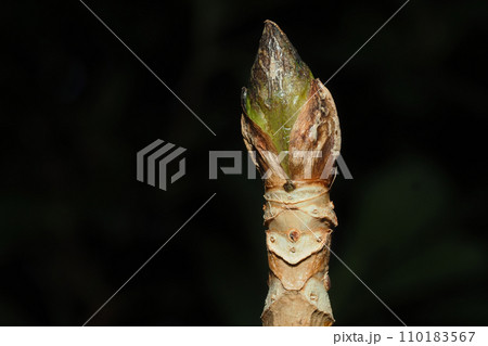 ガクアジサイの葉痕と冬芽 110183567