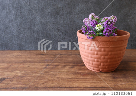 植木鉢に植えたアリッツサム 植木鉢に植えたアリッツサム 110183661