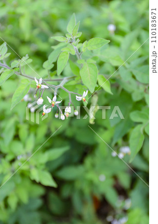 ヒヨドリジョウゴ　山野草　白い花 110183671