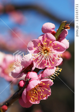 梅の花（道知辺） 110183711