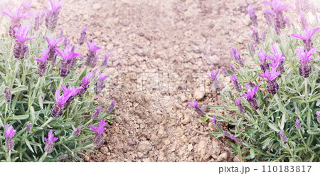 Spanish lavender or lavandula stoechas on the dry earth horizontal banner Spanish lavender or lavandula stoechas on the dry earth horizontal banner 110183817