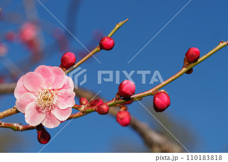 梅の花（鴛鴦）の写真素材 [110183818] - PIXTA 