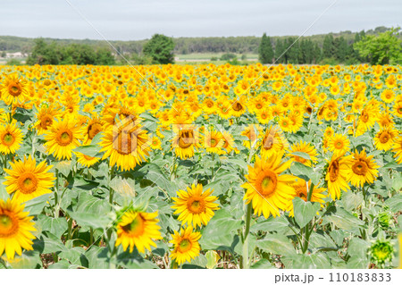 Field of sunflowers Field of sunflowers 110183833