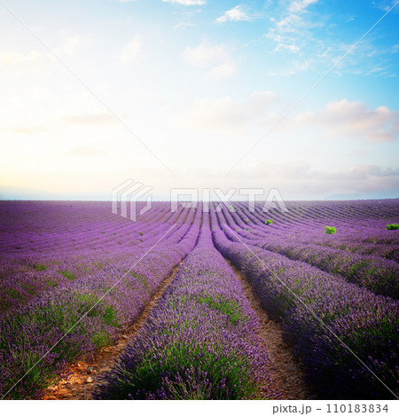 Blooming Lavender field Blooming Lavender field 110183834