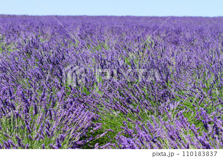 Lavender summer field Lavender summer field 110183837