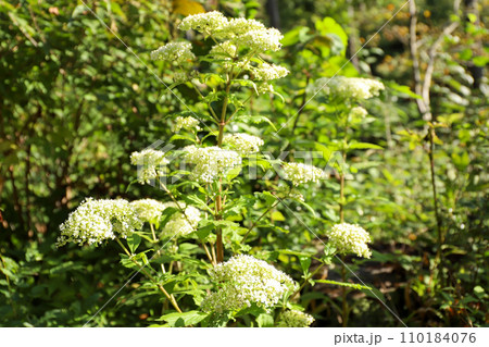 オトコエシ 山野草 白花 オトコエシ 山野草 白花 110184076