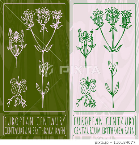 Vector drawings EUROPEAN CENTAURY. Hand drawn illustration. Latin name CENTAURIUM ERYTHRAEA RAFN. 110184077