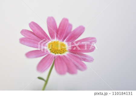 マーガレット 110184131