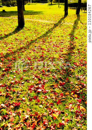 秋の公園で朝日を浴びる、芝生の上に散らばる紅葉した落ち葉 110184267
