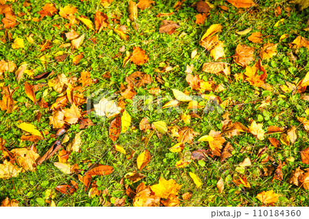 朝日射す公園の芝生に、舞い落ちる紅葉した枯葉 朝日射す公園の芝生に、舞い落ちる紅葉した枯葉 110184360