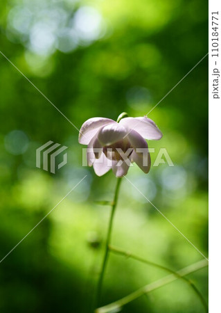 5873　レンゲショウマ 110184771