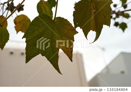 黄色い葉のアップ 黄色い葉のアップ 110184804