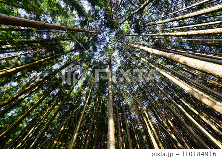 大無間山の樹林帯 大無間山の樹林帯 110184916