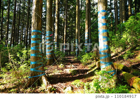 大無間山の樹林帯 大無間山の樹林帯 110184917