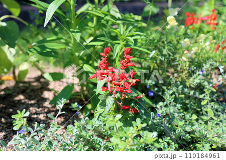 サルビア　スプレンデンスの花 110184961