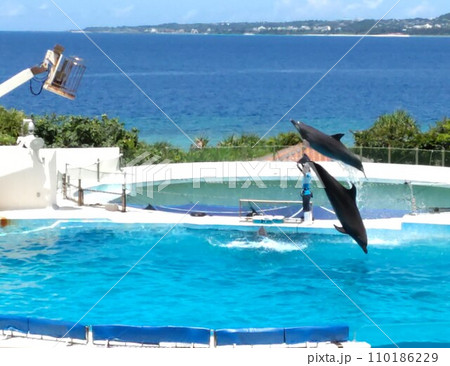 いるかショー 〜dolphin show いるかショー 〜dolphin show 110186229
