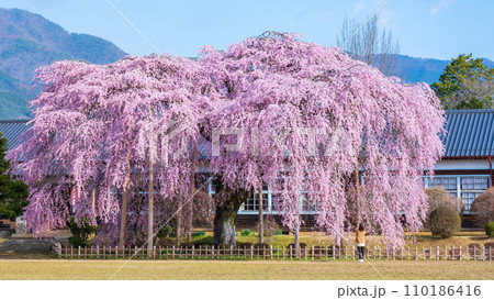 杵原学校の枝垂れ桜 110186416